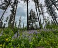 New Conservation Easement Near Swan Lake: Sanctuary for Wildlife, Water Quality and Scenic Beauty!